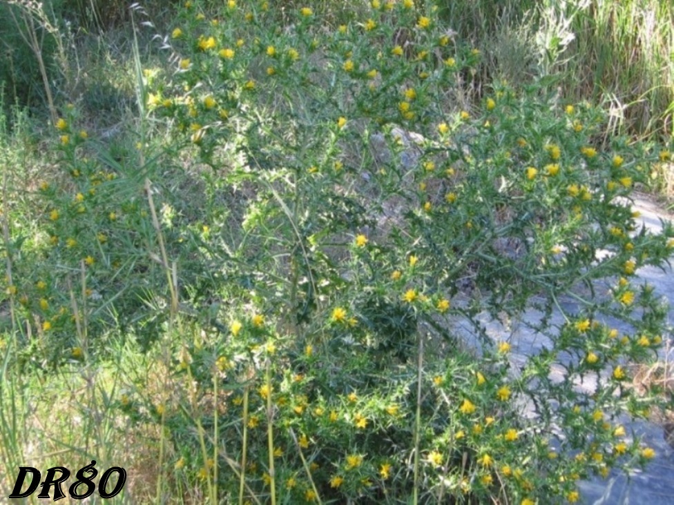 Scolymus hispanicus